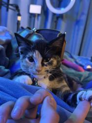 Lost Female Cat last seen Colfax and Monaco , Denver, CO 80220