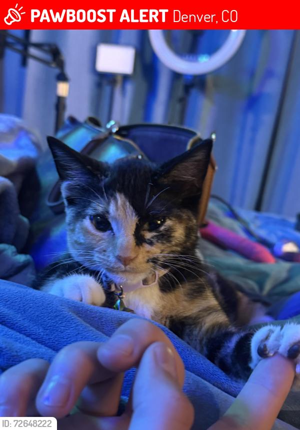Lost Female Cat last seen Colfax and Monaco , Denver, CO 80220