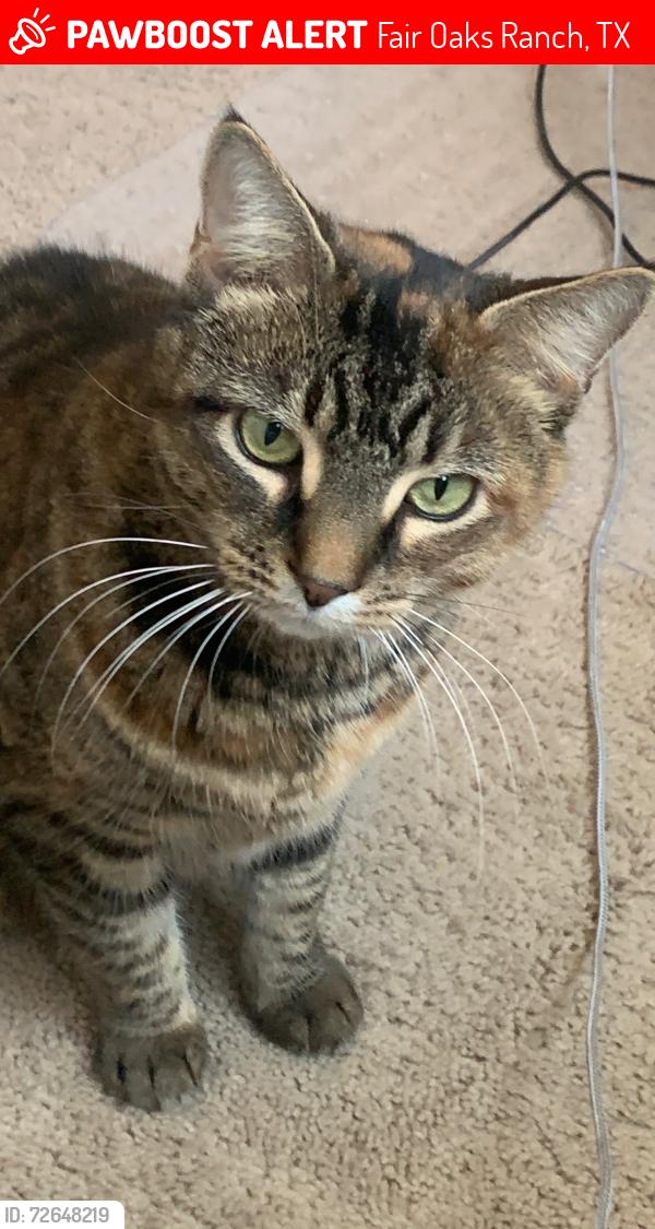 Lost Female Cat last seen Ralph Fair Road, Fair Oaks Ranch, TX 78015