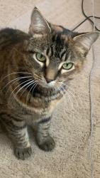 Lost Female Cat last seen Ralph Fair Road, Fair Oaks Ranch, TX 78015