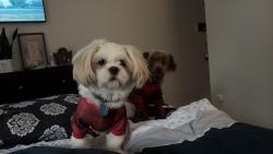 Lost Male Dog last seen Valley oak dr. , Anderson Creek, NC 28323