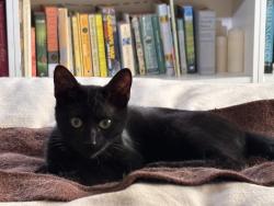 Lost Male Cat last seen S. Bernardo Ave, Sunnyvale, CA 94087