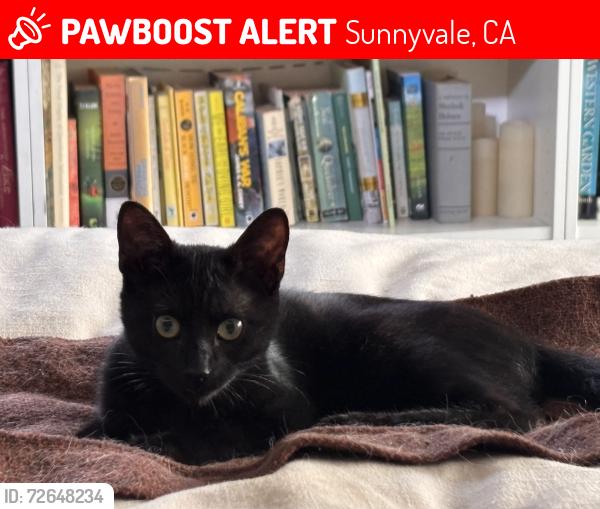 Lost Male Cat last seen S. Bernardo Ave, Sunnyvale, CA 94087