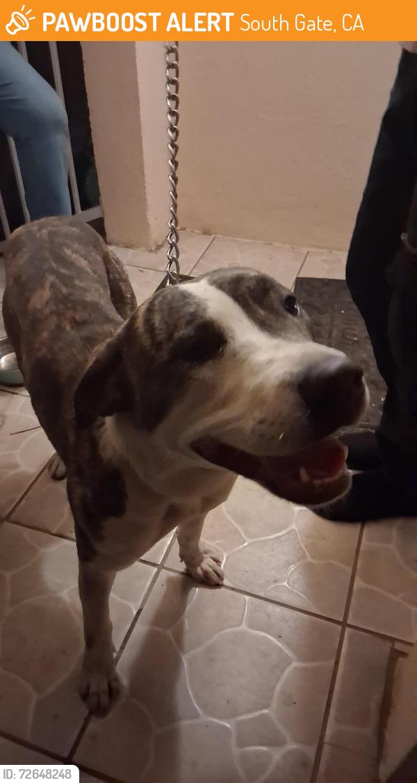 Found/Stray Female Dog last seen South gate..before Otis. , South Gate, CA 90280