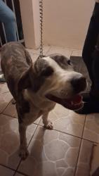 Found/Stray Female Dog last seen South gate..before Otis. , South Gate, CA 90280