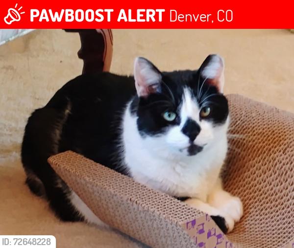 Lost Male Cat last seen 46th Ave & Dearborn St. Montbello, Denver, CO 80239