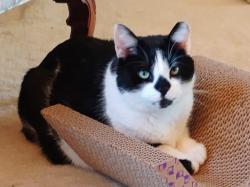 Lost Male Cat last seen 46th Ave & Dearborn St. Montbello, Denver, CO 80239