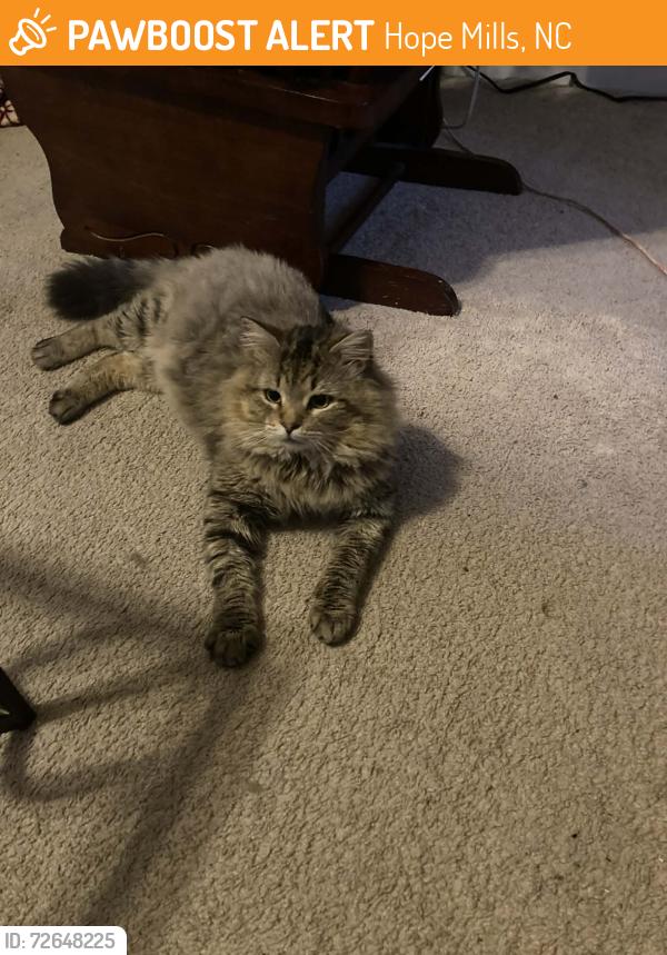 Found/Stray Male Cat last seen Lubbock & Winesap, Hope Mills, NC 28348