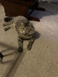 Found/Stray Male Cat last seen Lubbock & Winesap, Hope Mills, NC 28348