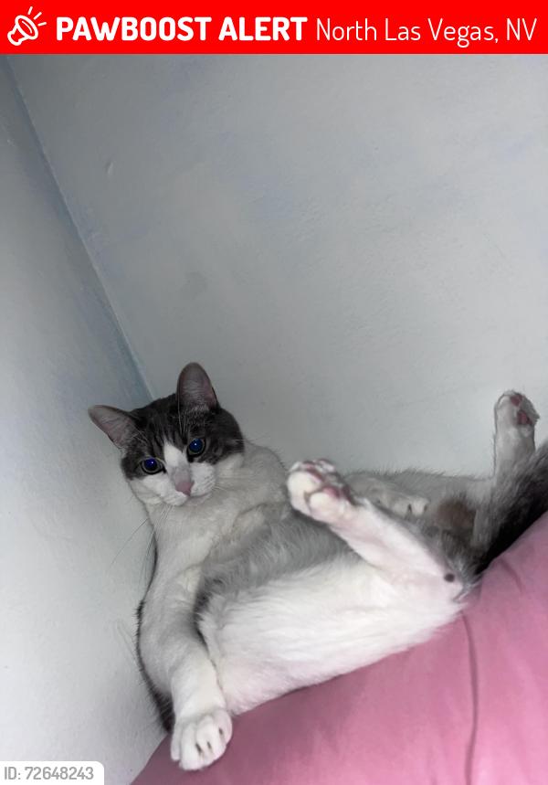 Lost Male Cat last seen sierra ranch community park , North Las Vegas, NV 89031