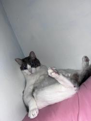 Lost Male Cat last seen sierra ranch community park , North Las Vegas, NV 89031