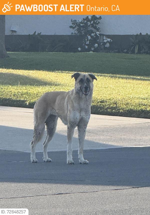 Found/Stray Unknown Dog last seen Tam o shanter, Ontario, CA 91761