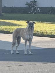 Found/Stray Unknown Dog last seen Tam o shanter, Ontario, CA 91761