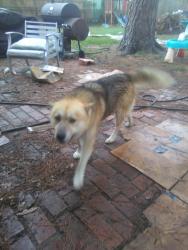 Found/Stray Male Dog last seen Carolyn Drive and Janeway Ave, Lufkin, TX 75904