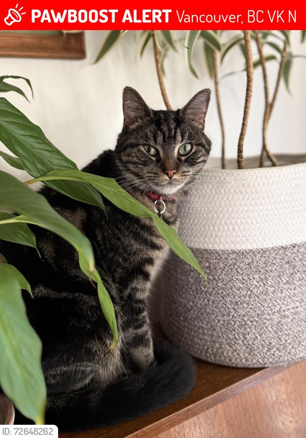Lost Female Cat last seen West 6th and Balsam Street, Vancouver, BC V6K 4N2