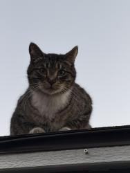 Lost Male Cat last seen rugworks , Sonoma, CA 95476