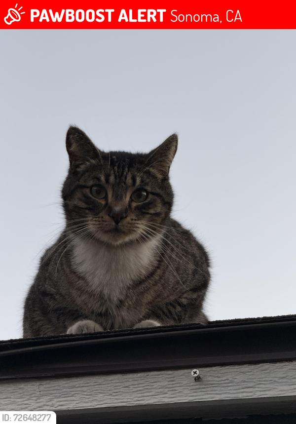 Lost Male Cat last seen rugworks , Sonoma, CA 95476