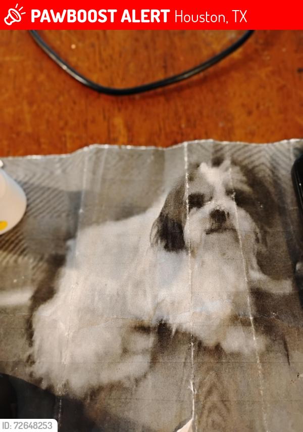 Lost Male Dog last seen w.Airport and Scott, Houston, TX 77048