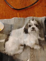 Lost Male Dog last seen w.Airport and Scott, Houston, TX 77048