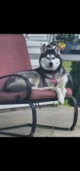 Lost Female Dog last seen Klondike rd, Plainfield, IN 46168