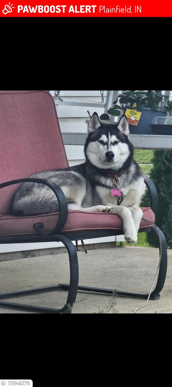 Lost Female Dog last seen Klondike rd, Plainfield, IN 46168