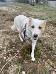 Found/Stray Female Dog last seen John Charles and 1863, Bulverde, TX 78163