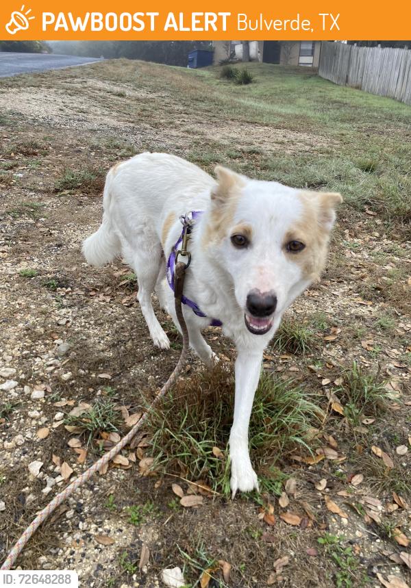 Found/Stray Female Dog last seen John Charles and 1863, Bulverde, TX 78163