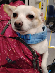 Lost Female Dog last seen 5th NW and Davis , Portland, OR 97209