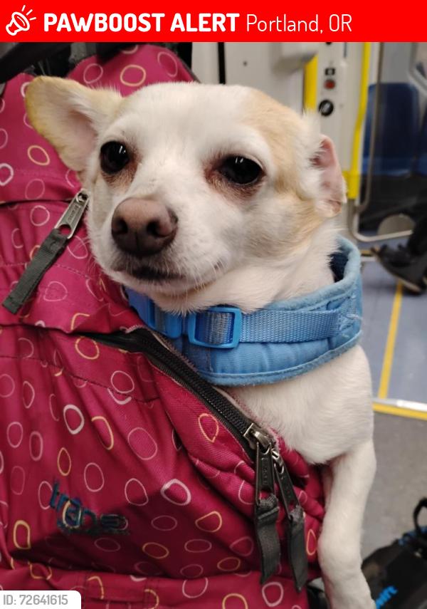 Lost Female Dog last seen 5th NW and Davis , Portland, OR 97209