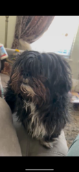 Lost Male Dog last seen Mountain oak st, Fort Worth, TX 76244