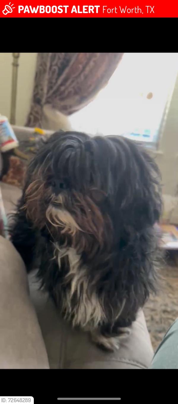 Lost Male Dog last seen Mountain oak st, Fort Worth, TX 76244