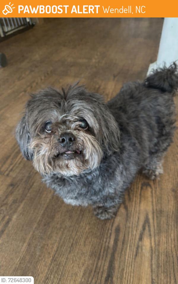 Found/Stray Male Dog last seen Stotts Mill Road, Wendell NC, Wendell, NC 27591