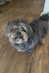 Found/Stray Male Dog last seen Stotts Mill Road, Wendell NC, Wendell, NC 27591