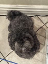 Lost Male Dog last seen Sandy LN, Riverside, CA 92505