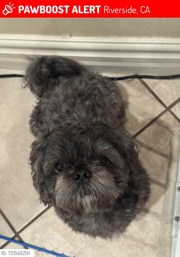 Lost Male Dog last seen Sandy LN, Riverside, CA 92505