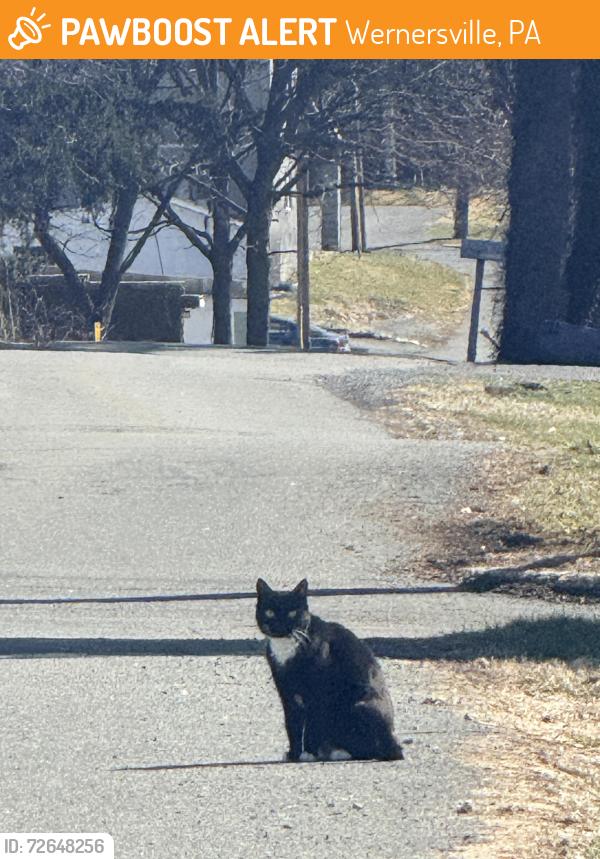 Found/Stray Unknown Cat last seen Train tracks in Wernersville, Wernersville, PA 19565