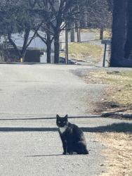 Found/Stray Unknown Cat last seen Train tracks in Wernersville, Wernersville, PA 19565