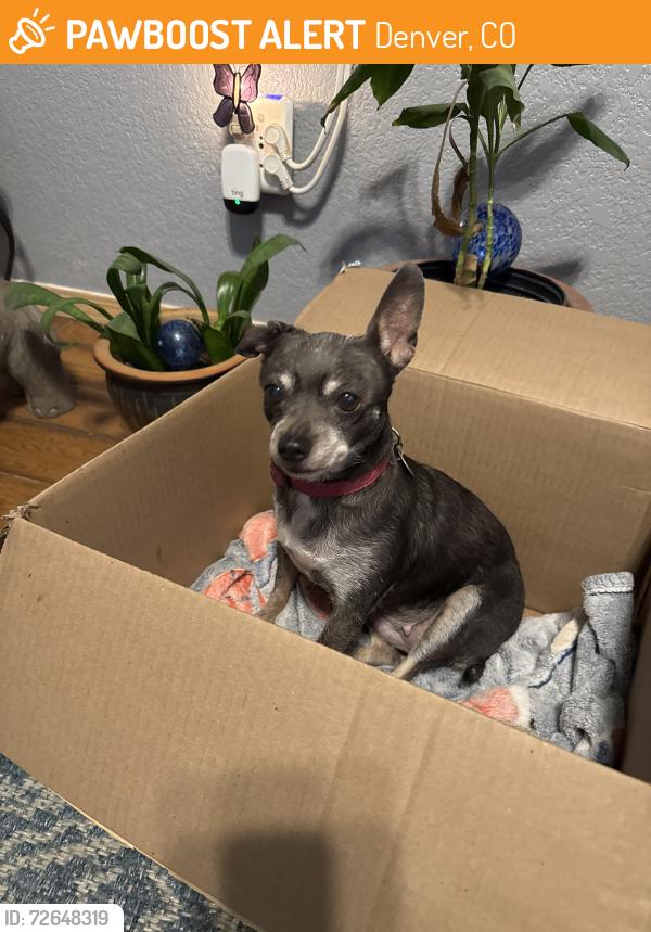 Found/Stray Female Dog last seen MLK and N Marion St, Denver, CO 80205