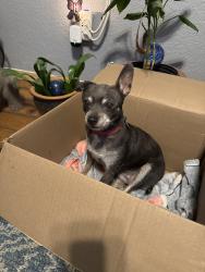Found/Stray Female Dog last seen MLK and N Marion St, Denver, CO 80205