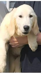 Lost Female Dog last seen Poco Rodondo, Sherman, TX 75090
