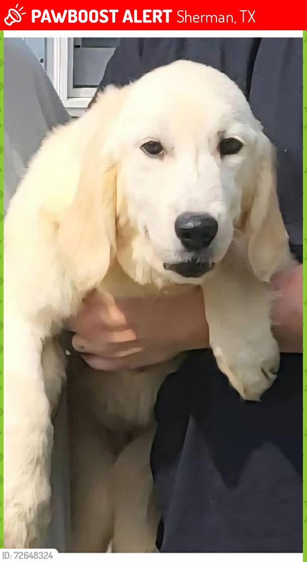 Lost Female Dog last seen Poco Rodondo, Sherman, TX 75090