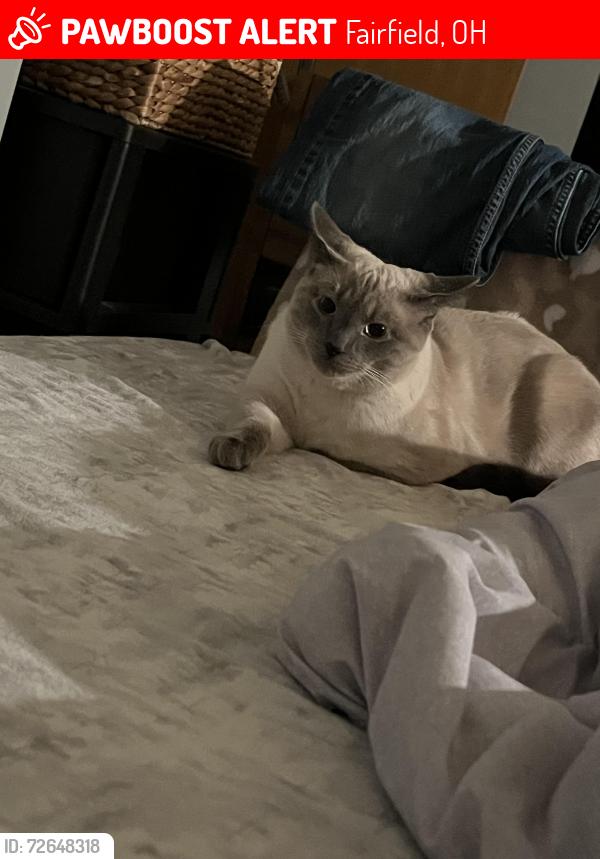 Lost Male Cat last seen Citadel dr, Fairfield, OH 45014
