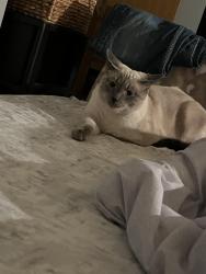 Lost Male Cat last seen Citadel dr, Fairfield, OH 45014