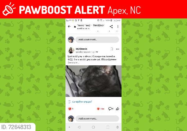 Lost Male Cat last seen Anterbury Drive and Apex Peakway, Apex, NC 27502