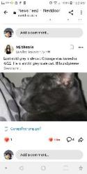 Lost Male Cat last seen Anterbury Drive and Apex Peakway, Apex, NC 27502