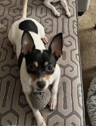 Lost Male Dog last seen flt shoals in the complex, Union City, GA 30291