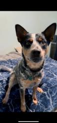Lost Male Dog last seen Frederick st moreno valley, Moreno Valley, CA 92551