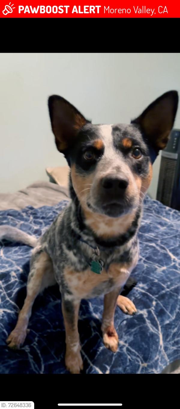 Lost Male Dog last seen Frederick st moreno valley, Moreno Valley, CA 92551