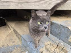 Found/Stray Unknown Cat last seen Across bridge, East Ridge, TN 37412