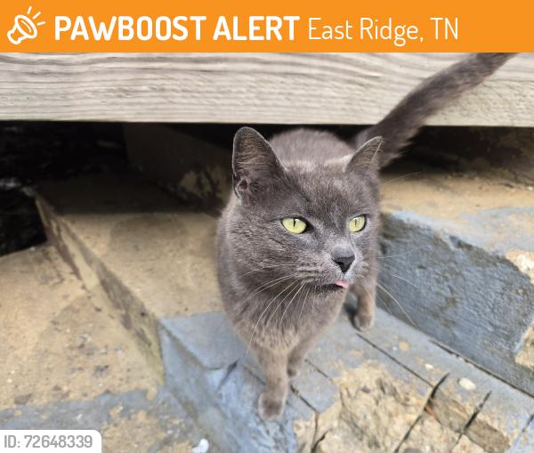 Found/Stray Unknown Cat last seen Across bridge, East Ridge, TN 37412